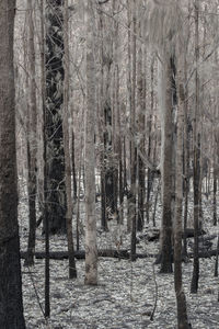 Trees in forest during winter