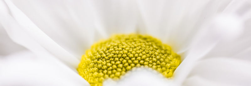 Close-up of yellow flower