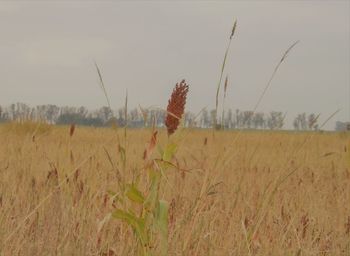 Close-up of crops on field against sky