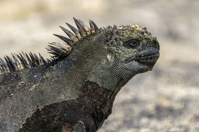 Close-up of a reptile against blurred background