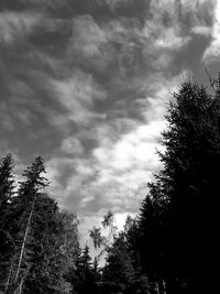 Low angle view of silhouette trees against sky