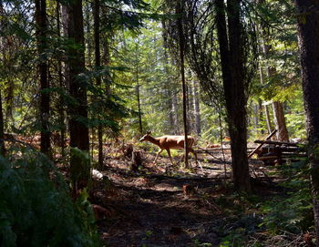 View of trees in forest