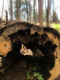 Tree trunk in forest