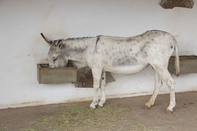 Side view of a horse standing against wall