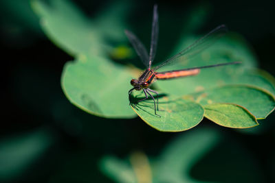 Close-up of insect on leaf