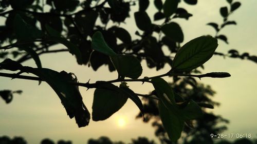 Close-up of silhouette tree against sky