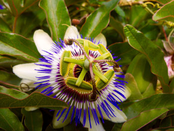 Close-up of passion flower blooming outdoors