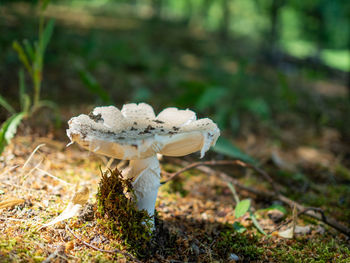 Close-up of mushroom growing on field