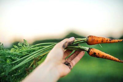 Woman holding organic carrots from backyard garden