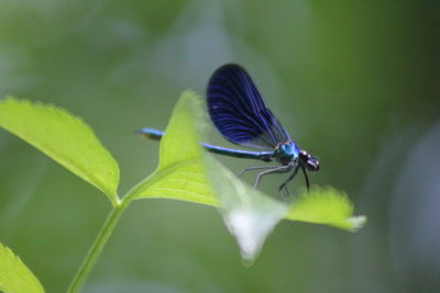 Close-up of insect on leaf