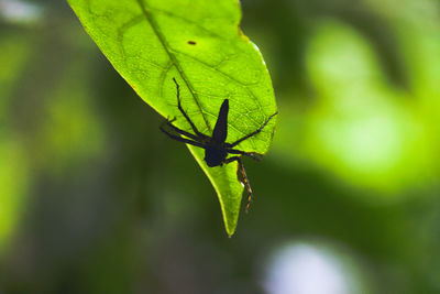 Close-up of insect on leaf