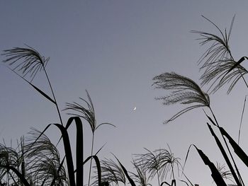 Low angle view of silhouette tree against sky