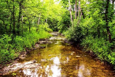 Reflection of trees in water