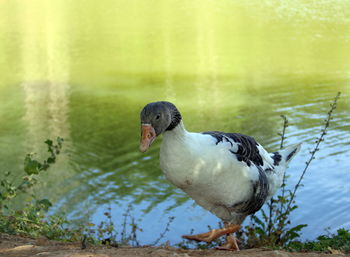 Duck swimming in lake