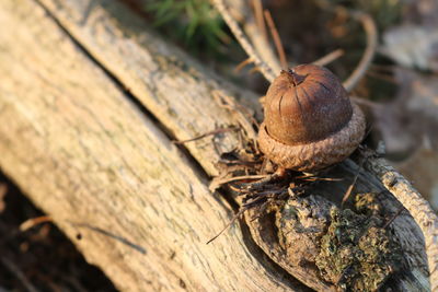 Close-up of insect on wood