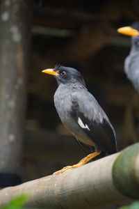 Close-up of bird perching on branch
