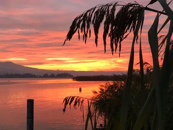 Silhouette plants by lake against orange sky