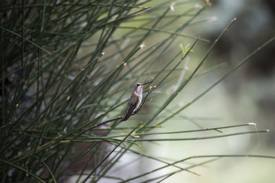 Close-up of bird perching on plant