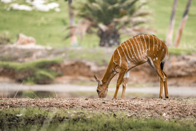 Antelope grazing on field by pond in safari park