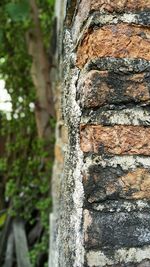 Close-up of tree trunk