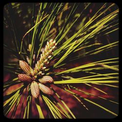 Close-up of plants