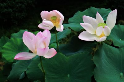 Close-up of water lilies blooming in pond