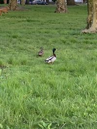 View of birds on grassy field