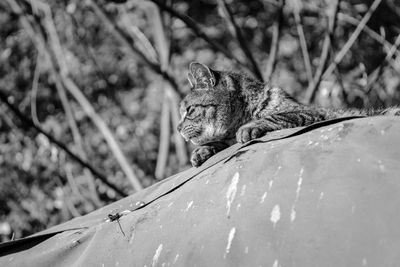 Close-up of a cat