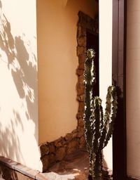 Potted plant against wall of building