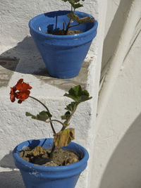 Close-up of potted plant against blue wall