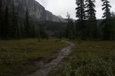 Scenic view of trees by river