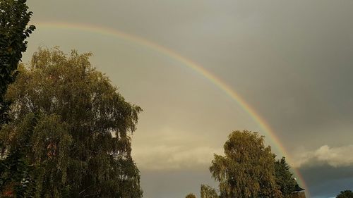 Rainbow over trees against sky