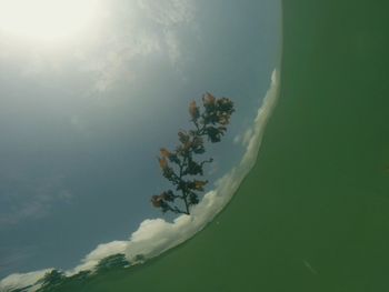 Tree against sky