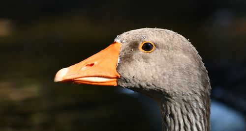 Close-up of a bird