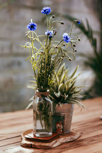 Close-up of purple flowers on table