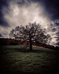 Bare trees on grassy field against cloudy sky