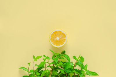 Minimal summer background of grass that made from green mint leaves and sun from slice lemon.