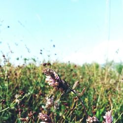 Close up of a grass