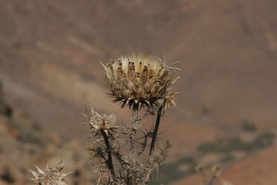 Close-up of wilted thistle