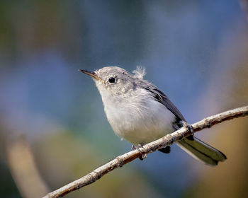 Close-up of bird perching on branch