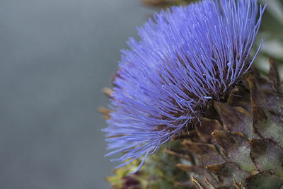 Close-up of purple crocus flower