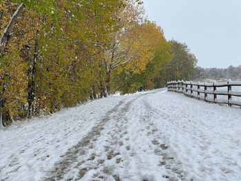 Snow covered land by trees during winter