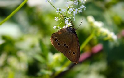 Close-up of butterfly pollinating flower