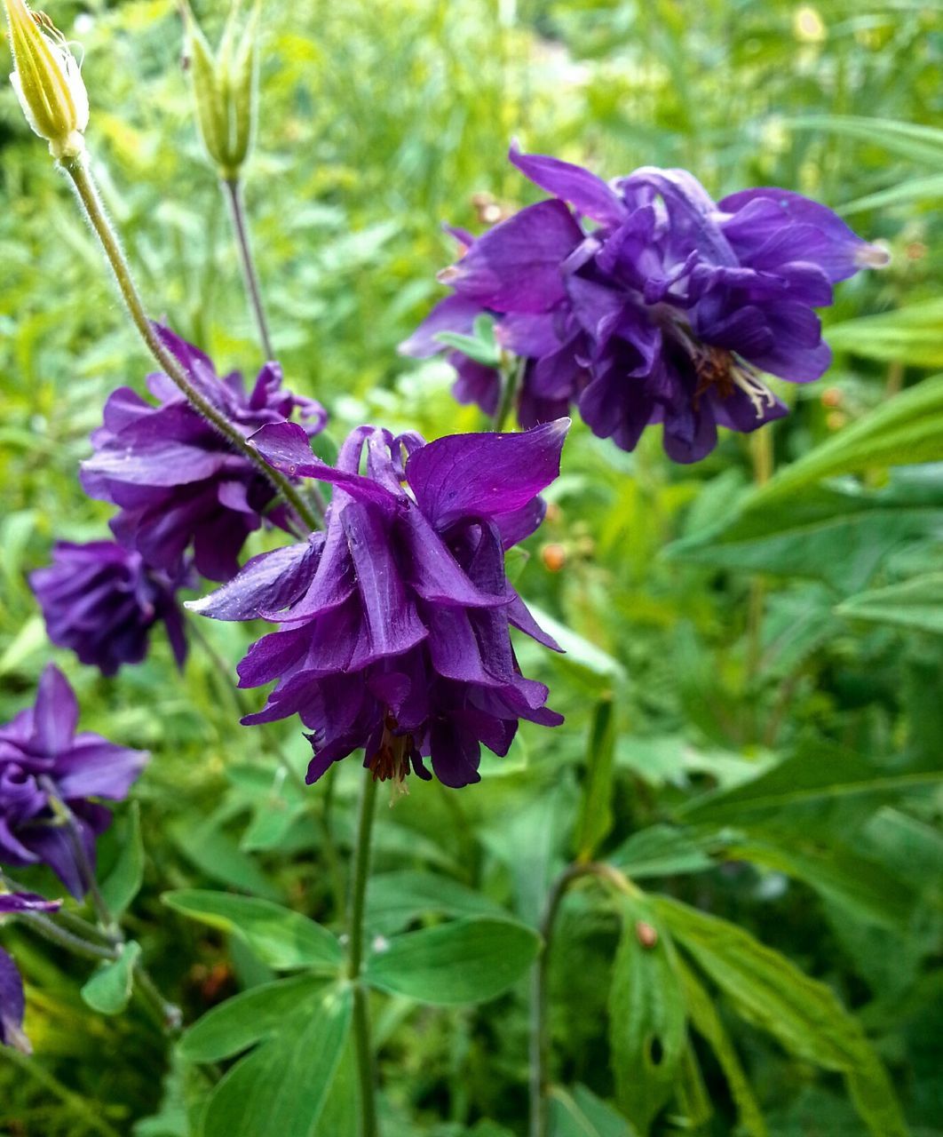 flowering plant, plant, purple, flower, beauty in nature, freshness, fragility, vulnerability, growth, close-up, petal, flower head, inflorescence, nature, leaf, focus on foreground, no people, plant part, day, plant stem, springtime