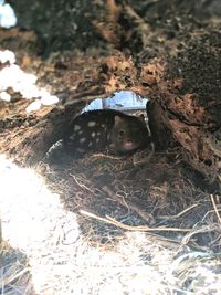 Close-up high angle portrait of cat