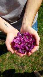 Close-up of hand holding purple flower