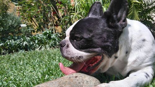 Close-up of dog on grass