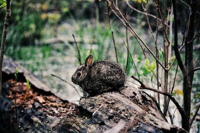 Close-up of squirrel on rock