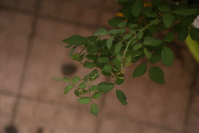 Close-up of plant against wall