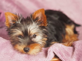 Portrait of dog